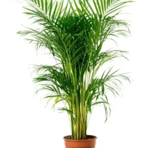 Areca Palm Plant
